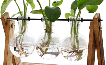 Glass Terrarium Planter for Home Decor – Elegant Tabletop Hydroponics
