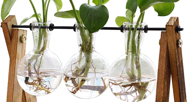 Glass Terrarium Planter for Home Decor – Elegant Tabletop Hydroponics